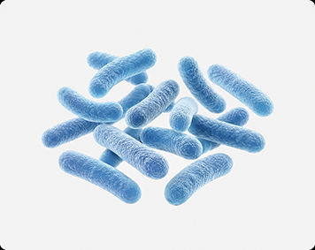 Bacillus coagulans