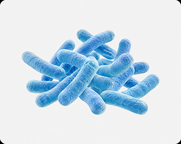 Lactobacillus plantarum